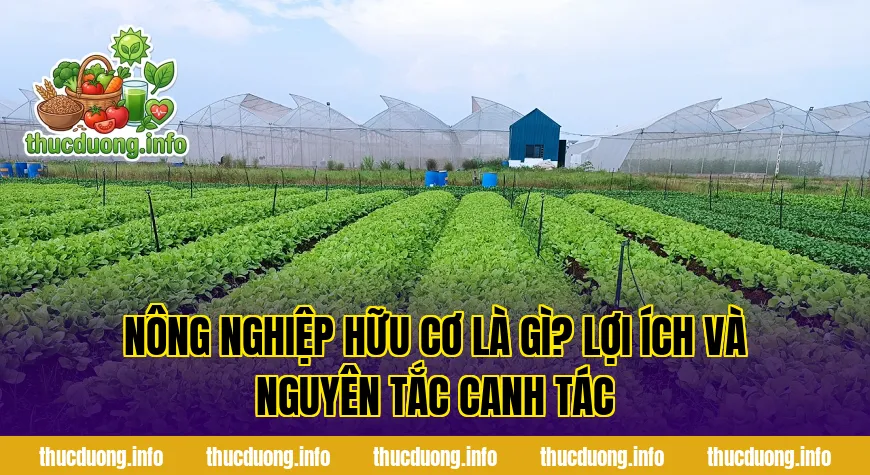 Nông Nghiệp Hữu Cơ Là Gì? Lợi Ích Và Nguyên Tắc Canh Tác
