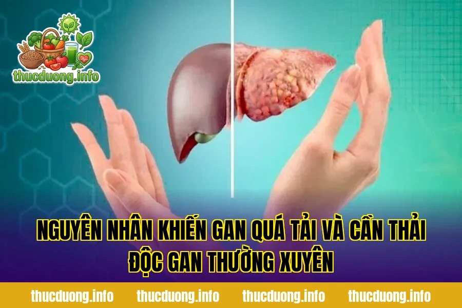 Nguyên nhân khiến gan quá tải và cần thải độc gan thường xuyên