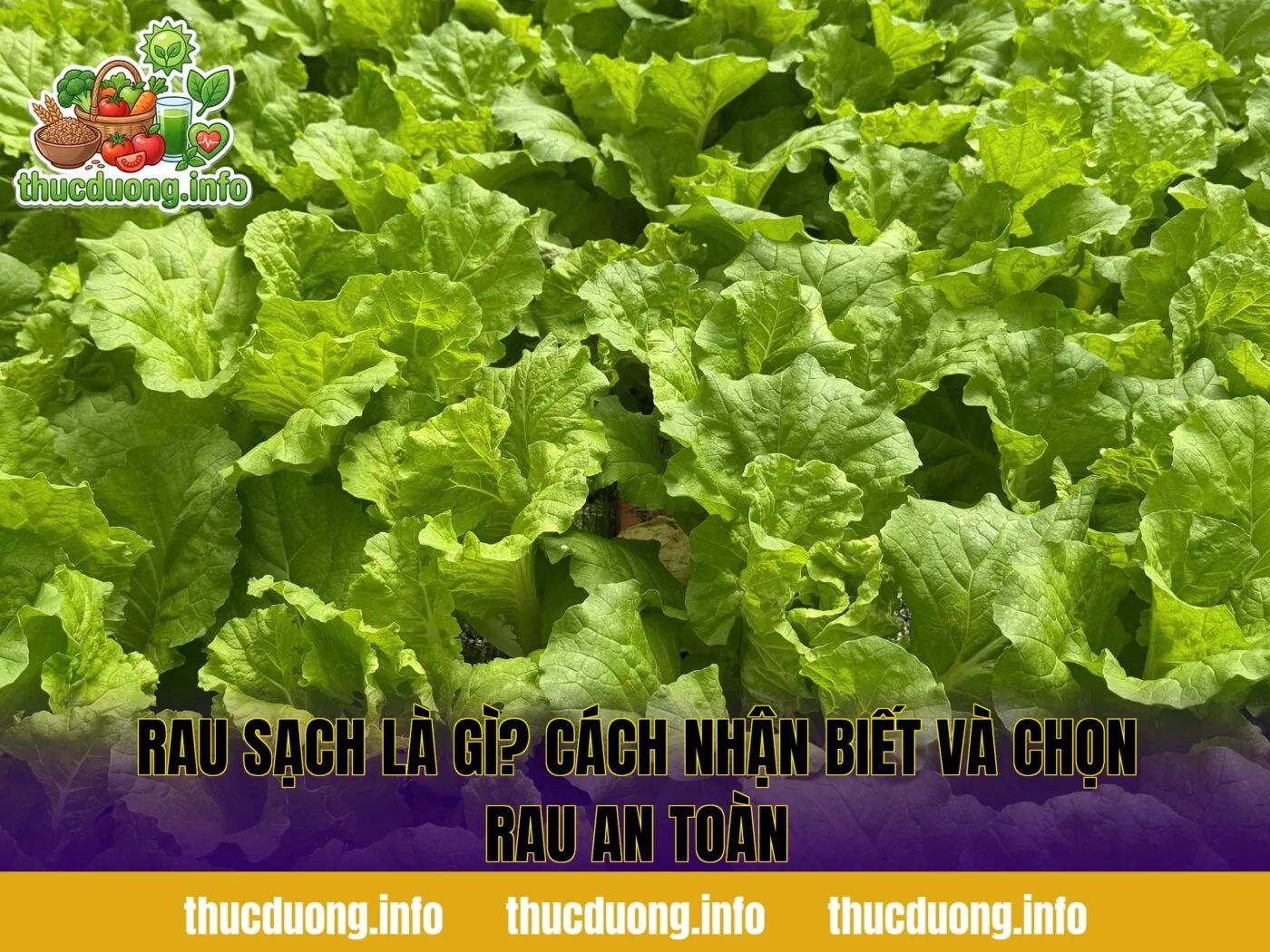 Rau Sạch Là Gì? Cách Nhận Biết Và Chọn Rau An Toàn