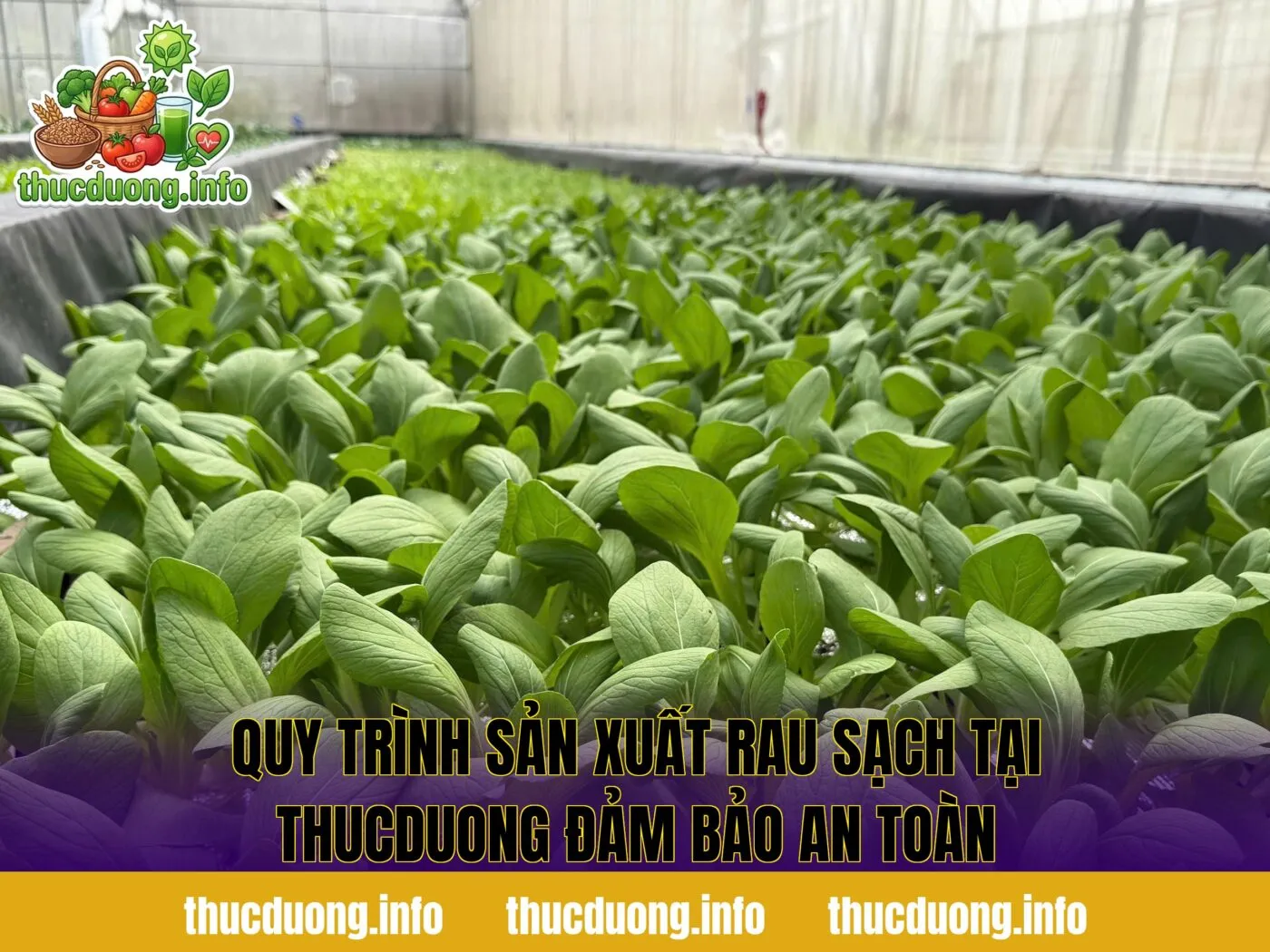 Quy trình sản xuất rau sạch tại thucduong đảm bảo an toàn