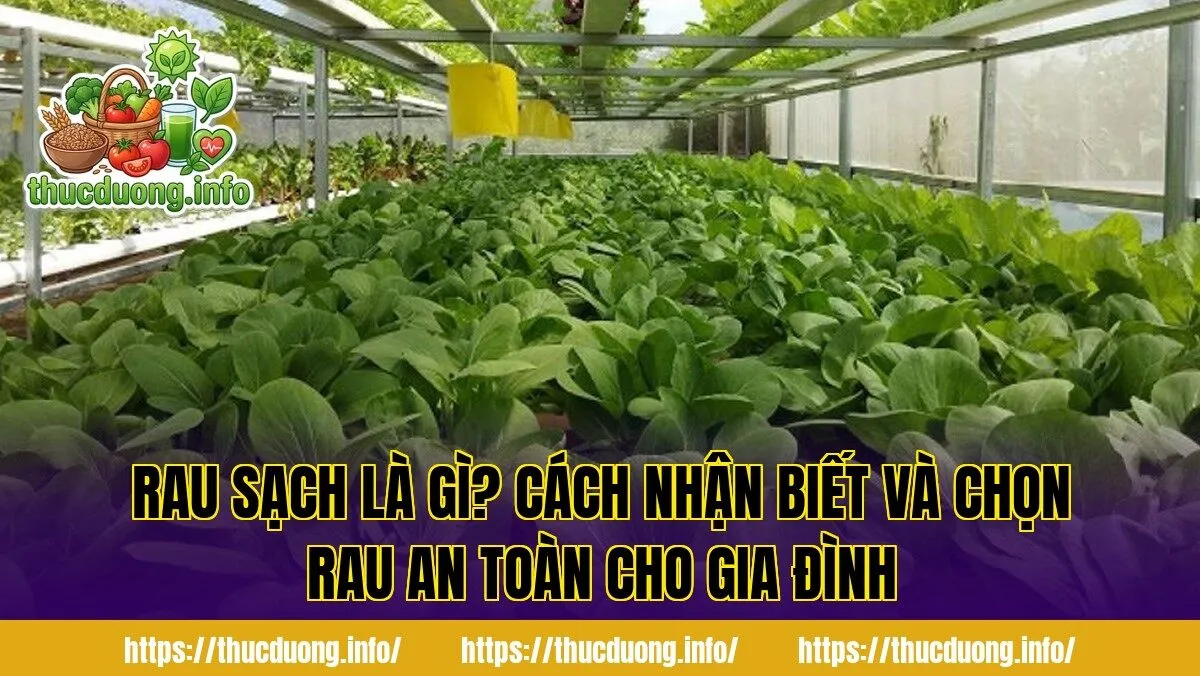 Rau Sạch Là Gì? Cách Nhận Biết Và Chọn Rau An Toàn Cho Gia Đình