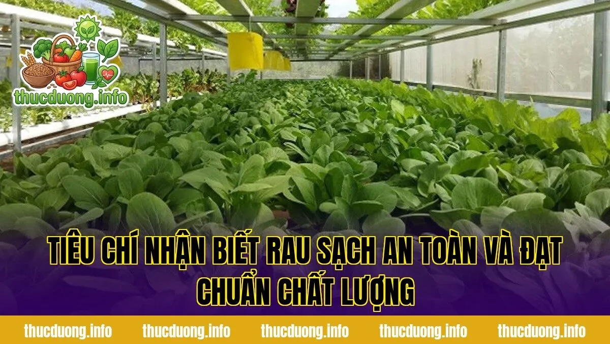 Tiêu chí nhận biết rau sạch an toàn và đạt chuẩn chất lượng