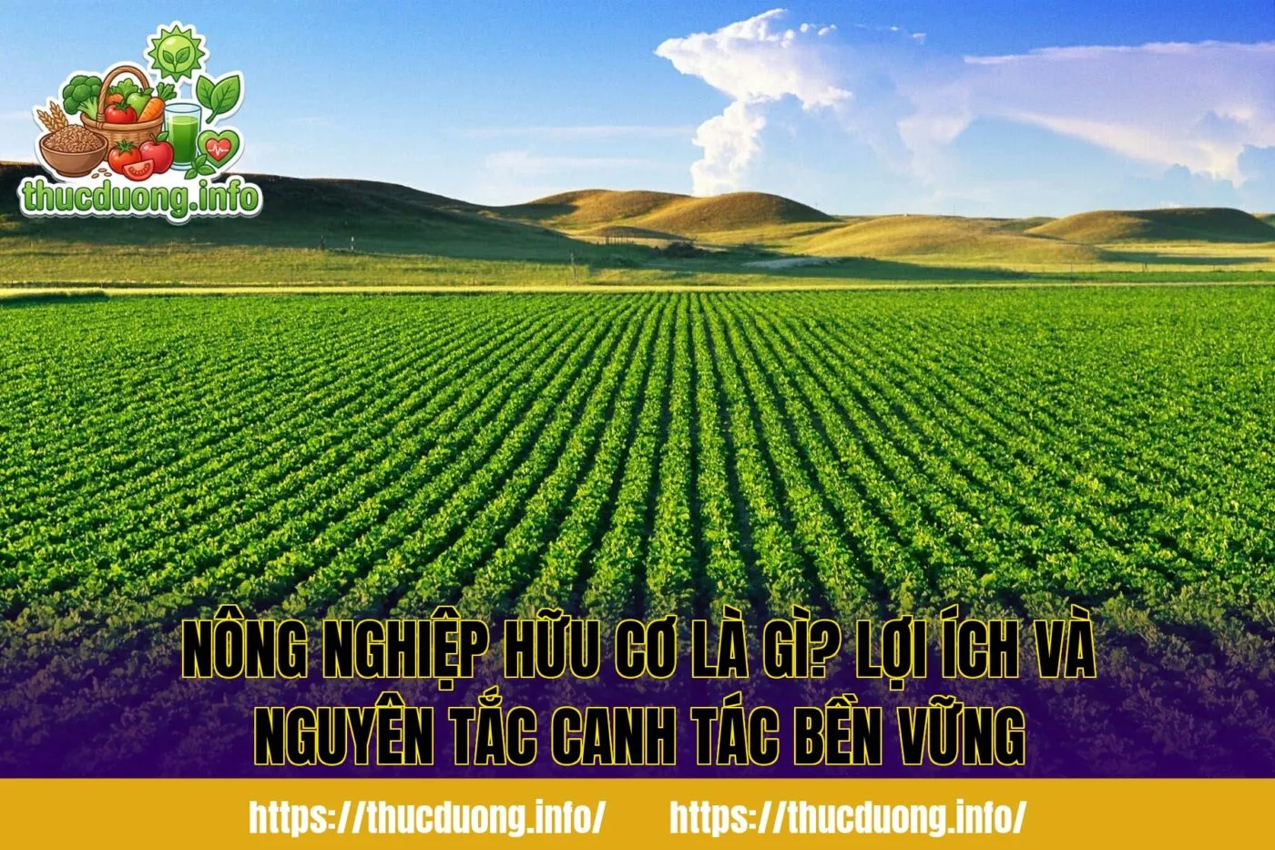 Nông Nghiệp Hữu Cơ Là Gì? Lợi Ích Và Nguyên Tắc Canh Tác Bền Vững