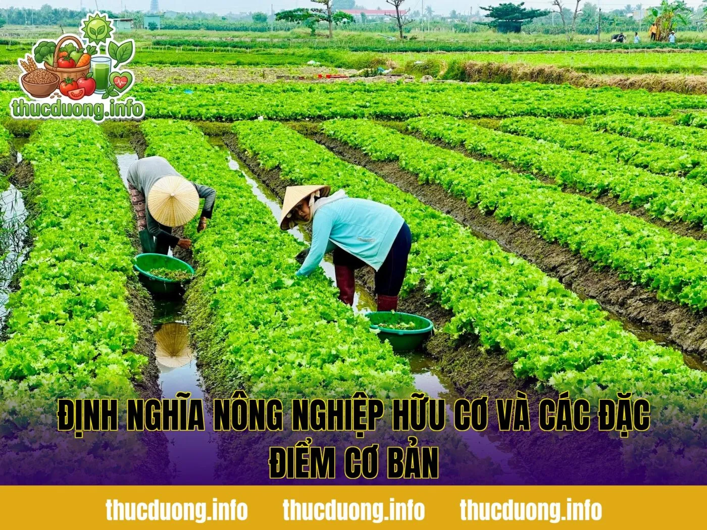 Định nghĩa nông nghiệp hữu cơ và các đặc điểm cơ bản