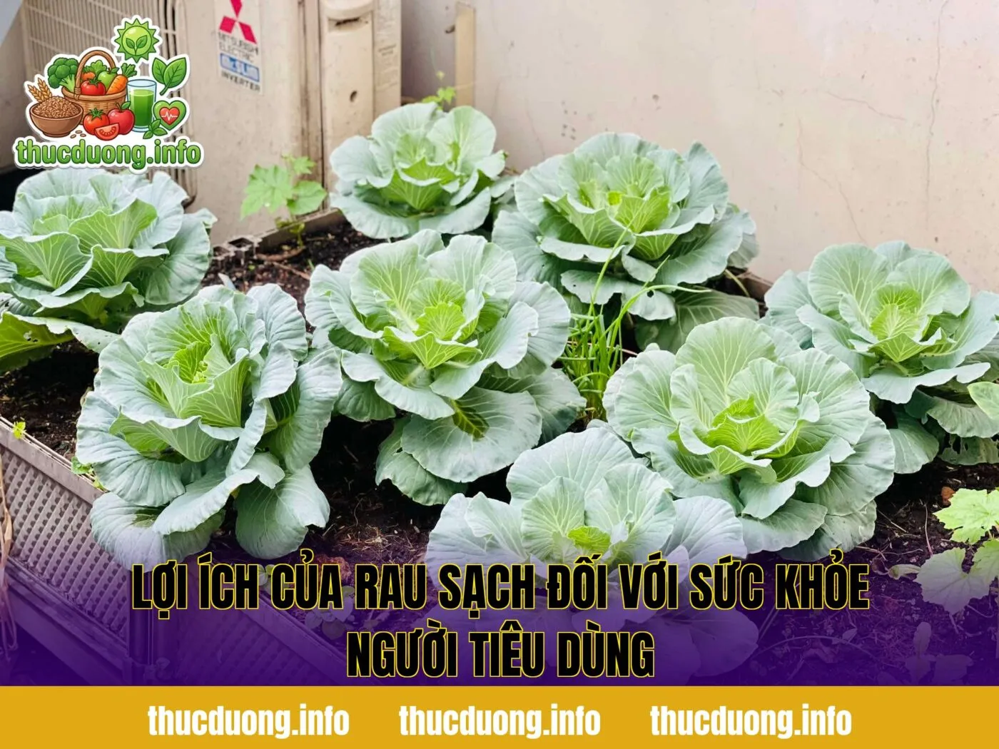 Lợi ích của rau sạch đối với sức khỏe người tiêu dùng