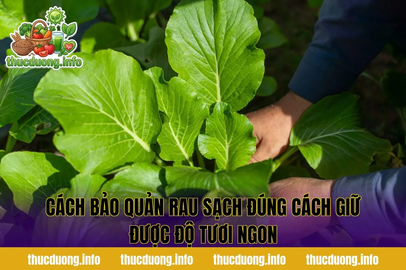 Cách bảo quản rau sạch đúng cách giữ được độ tươi ngon