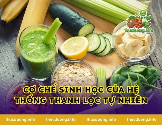 Cơ chế sinh học của hệ thống thanh lọc tự nhiên